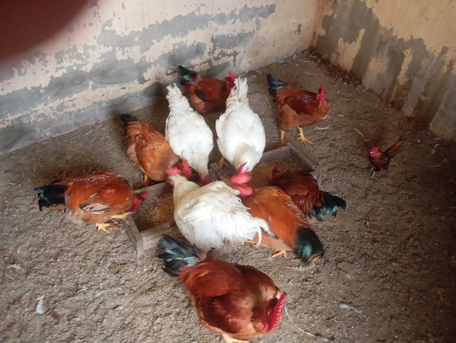 Galos vermelhos a partir de 3 kilos e brancos também