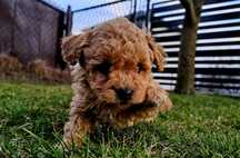 Bichpoo friespoo f1 piesek (maltipoo)