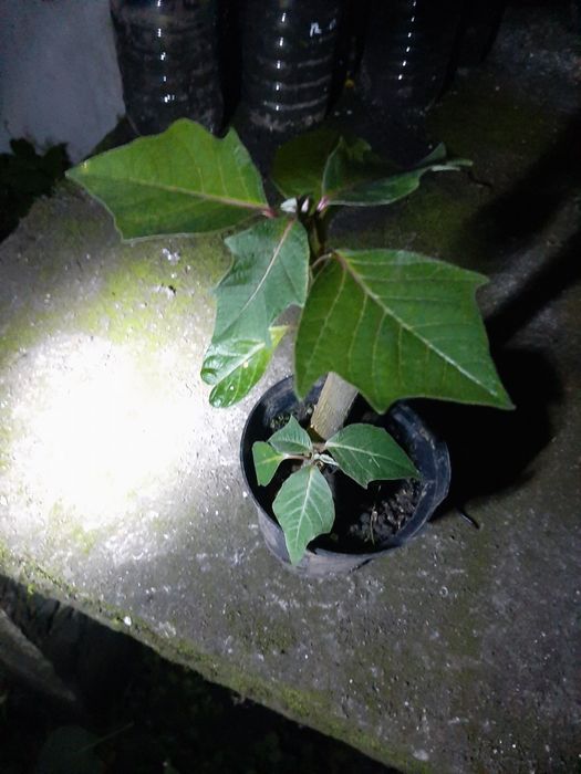 Planta natal poinsetia manhas de pascoa