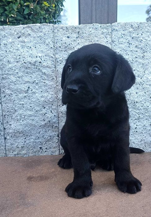 Labrador Retriever - czarny szczeniak - rodowód ZKwP / FCI