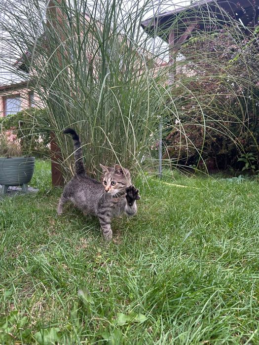 Kociak MACIEK szuka domku