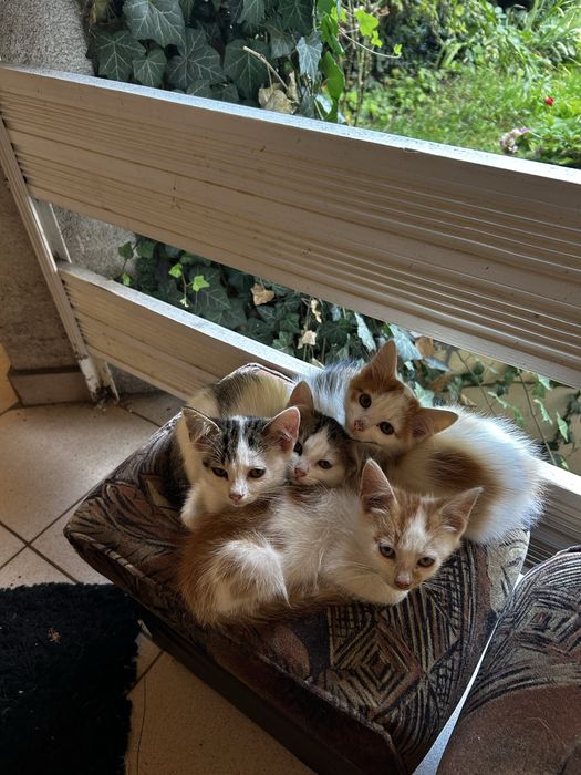 Віддам у хороші руки кошенят
