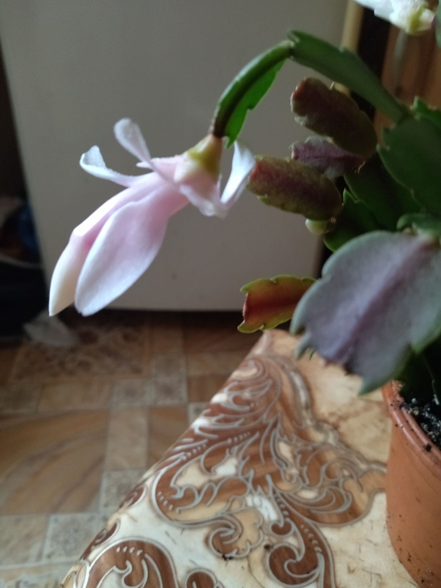 Супер сортовой рождественник