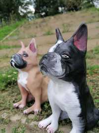 Cães Bull Dog Francês miniaturas