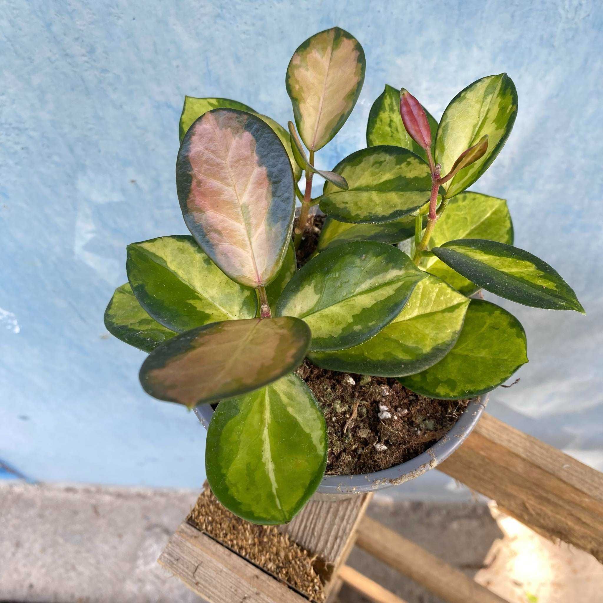 Hoya Australis Lisa Hoja