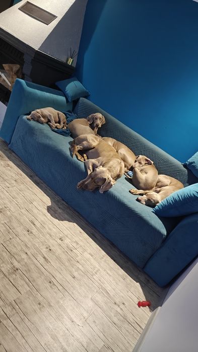 Szczeniak Wyżeł WEIMARSKI- Mikołajkowy odbiór