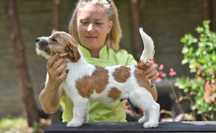 Rodowodowy piesek Jack Russell FCI – idealny towarzysz na lata!