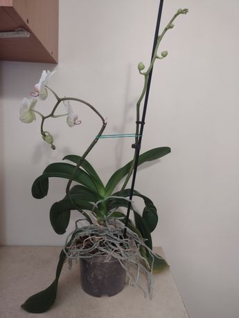 biała orchidea. ,