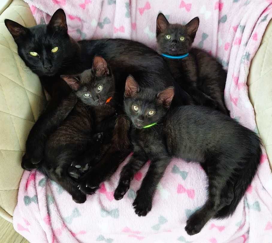 Чёрные котята(домашние пантеры)
