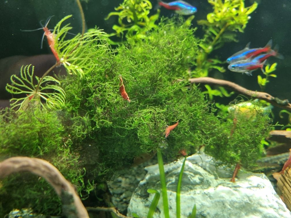 Krewetka  Red Cherry z własnego akwarium