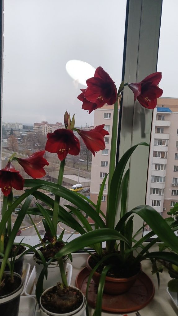 Гіпеаструм, амараліс,кімнатні рослини