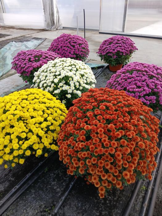 Chryzantemy drobnokwiatowe duże