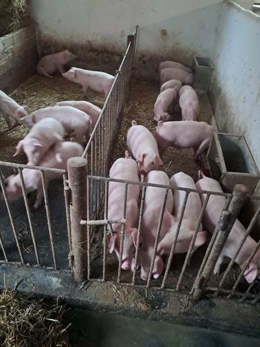 Prosięta z własnego gospodarswa