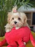 Maltipoo XXXS Kawowa Suczka Art Puppies