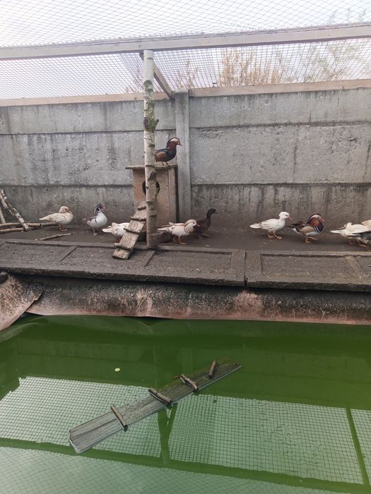 Kaczki Karolinki Mandarynki