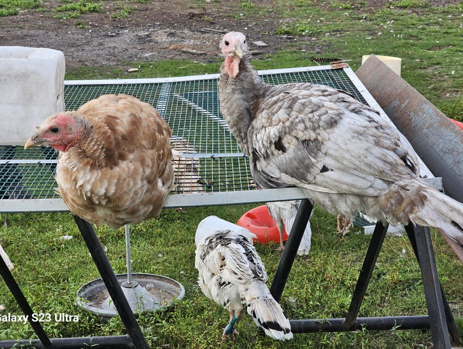 Indyczki młode w różnym wieku