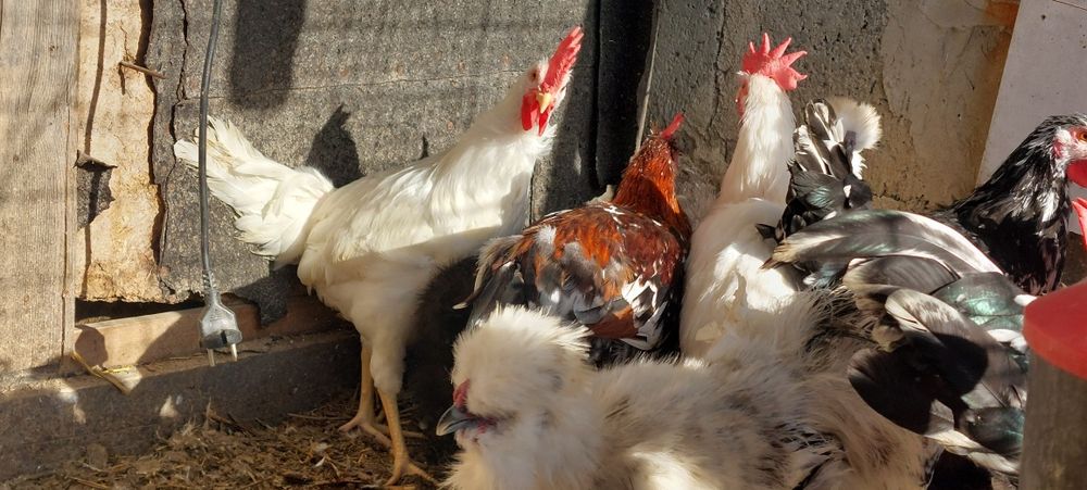 Leghorn, taczanka koguty