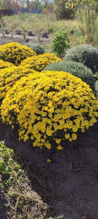 Хризантема мультифлора