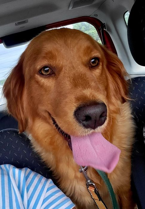 Golden retriever umaszczenie  ciemno złote