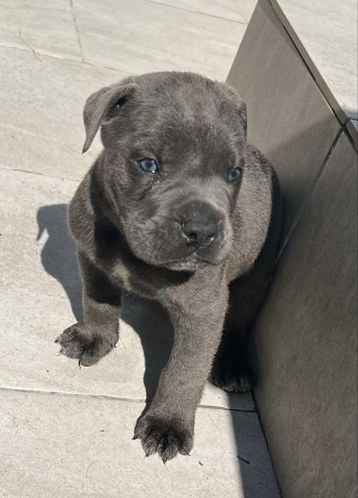 Cane Corso cinza femea  Casa do tavarsbull