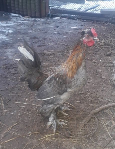 Бентамки. Карликові кури..