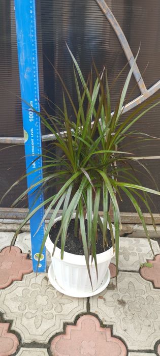 Драцена окаймленная (маргината)