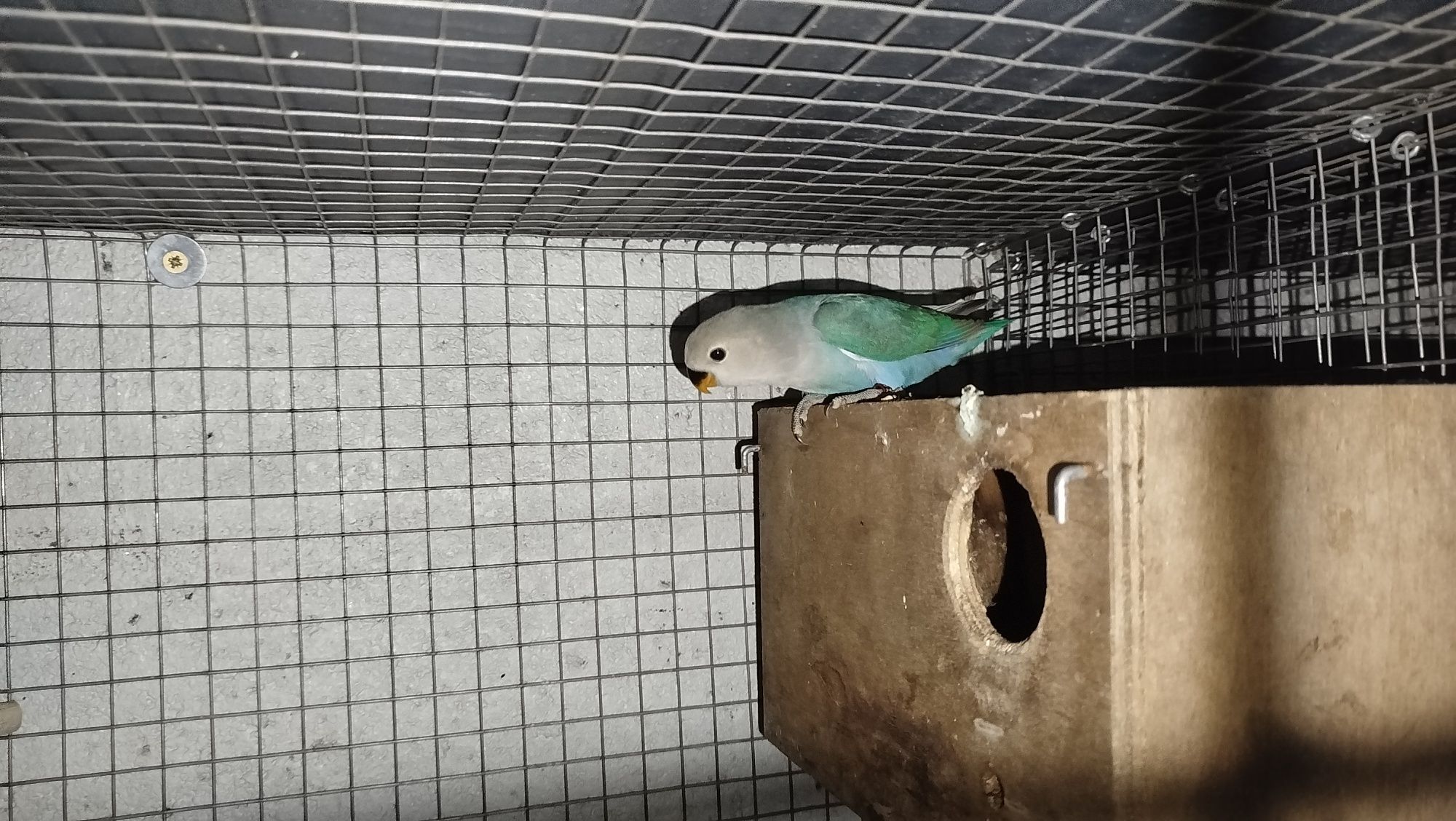 Agapornis roseicollis fêmeas