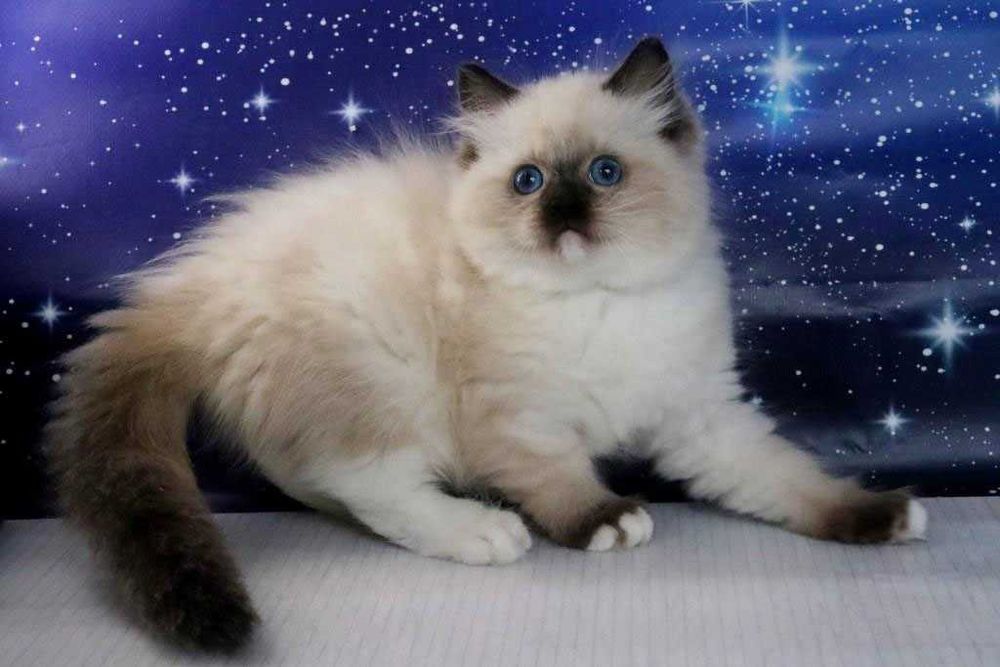 Чудовий котик регдол, забарвлення-чорний міттед. Очі яскраві сині.