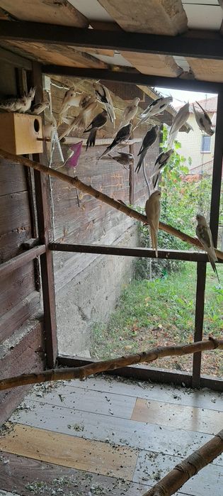 Sprzedam papugi nimfy