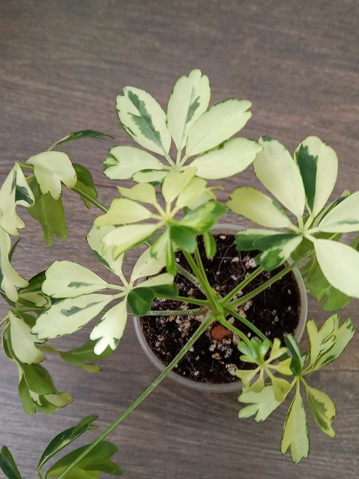 Шеффлера Жанин( компактный мини сорт) и Колумнея  ярко-красная   .