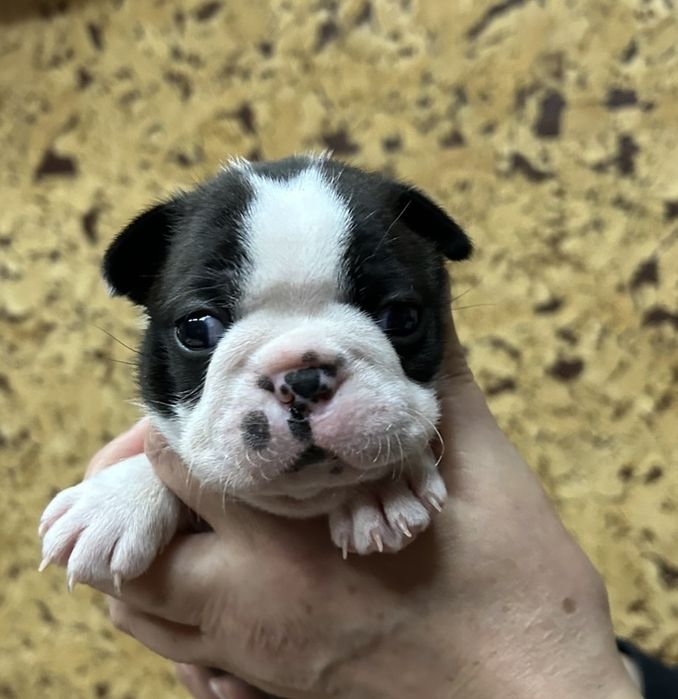 Чарівні дівчатка Бостон Терʼєр. Документи, чіп, щеплення. Львів