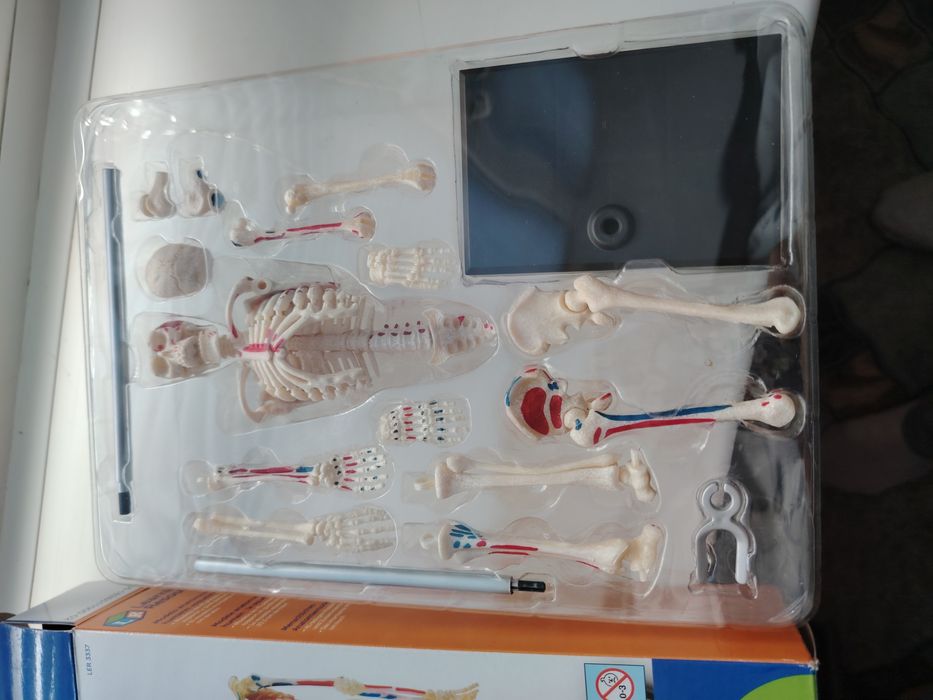 Скелет человека!