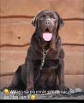 Szczeniak Labrador czekoladowy