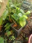 Planta camélia em vaso
