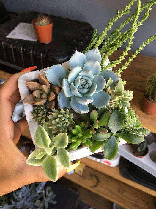 Набір свіжозрізаних сукулентів 250 грн