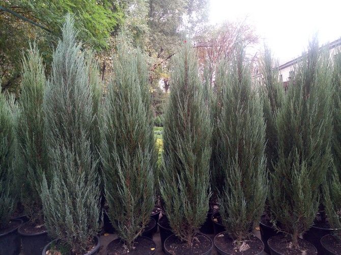 Ялівець (можжевельник) Блю Ароу екстра 160-220 cм Київ