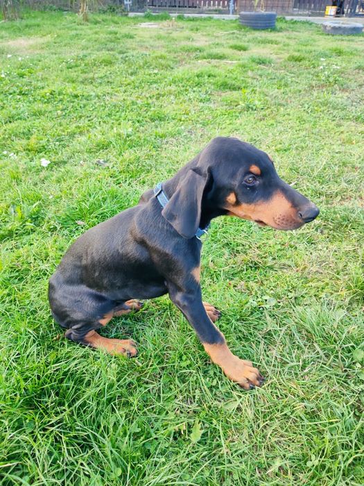 Doberman szczeniaki