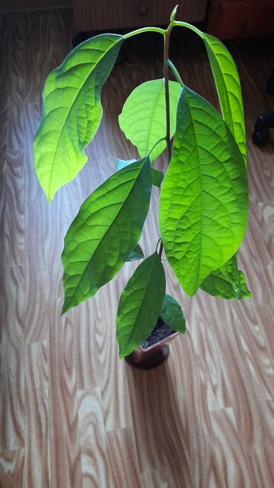 Avocado w doniczce wys-78cm-20zl