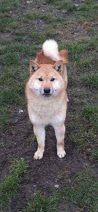 Shiba lnu suczka z rodowodem