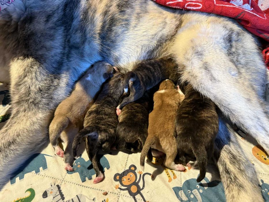 AkitaJapońska*pręgowany samiec*hodowla ZKwP