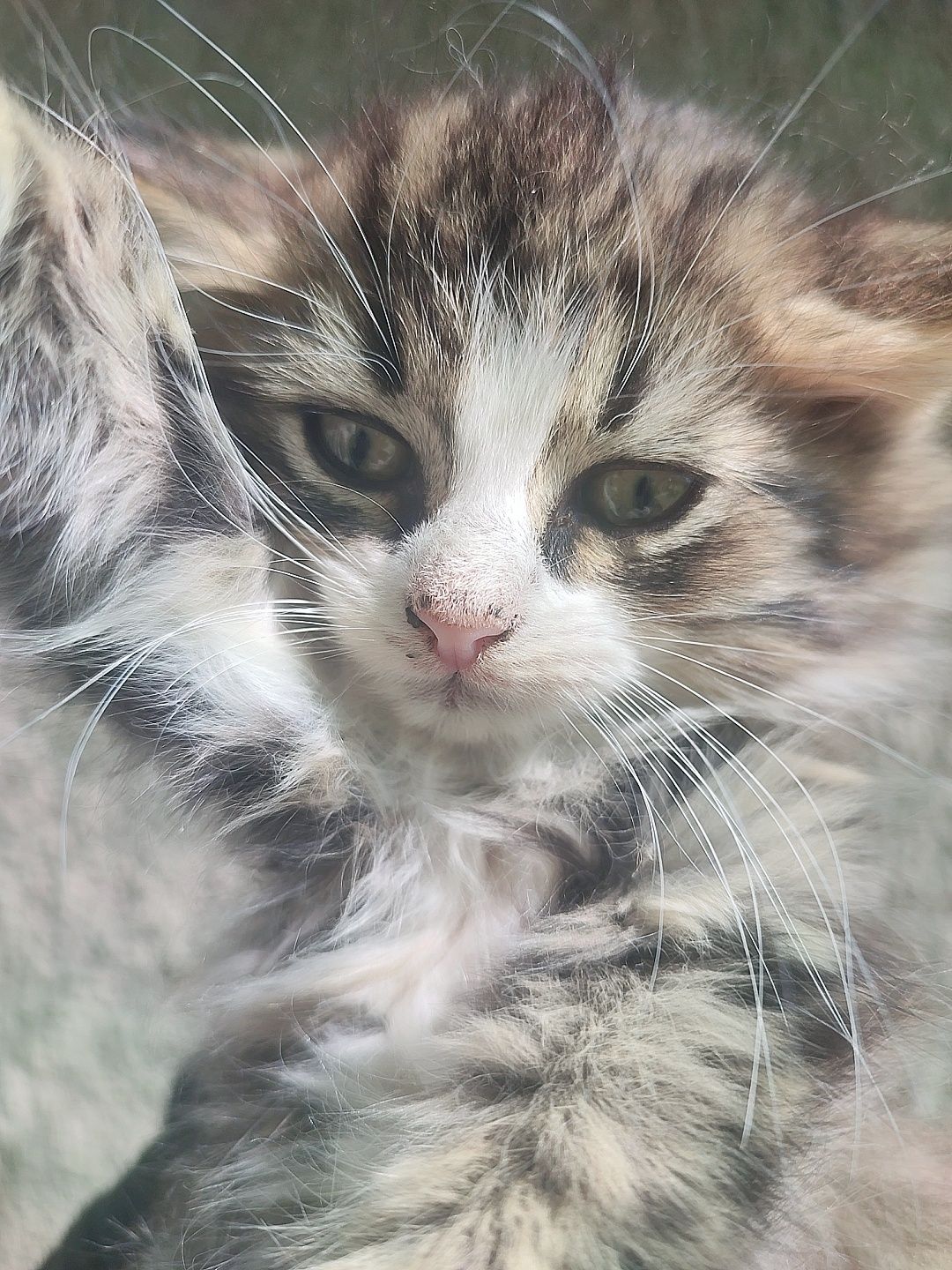 Котята пушистые бесплатно, кот кошка