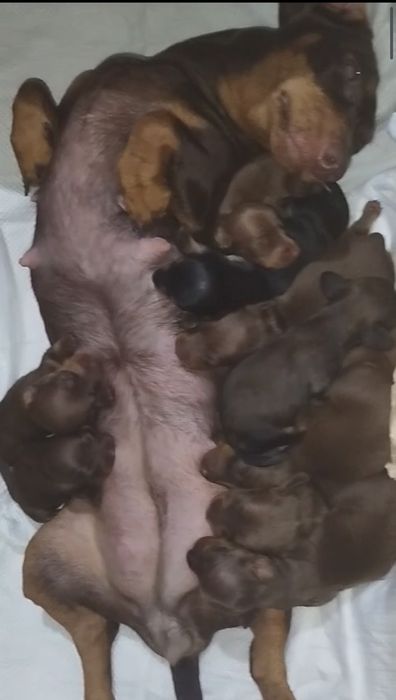 Кролячі таксята від багато плідної мамки