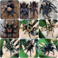 Павуки птахоїди домашні тарантули для домашнього утримання