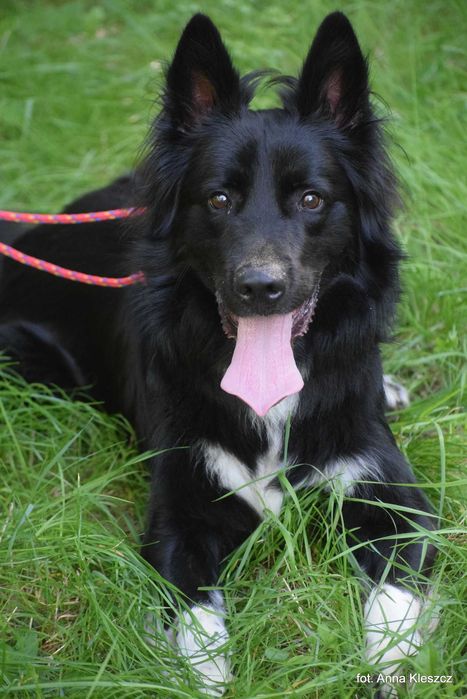 Daktyl – młody pies w typie border collie szuka aktywnego domu!