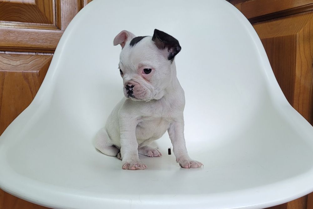 Bulldog femea bebé