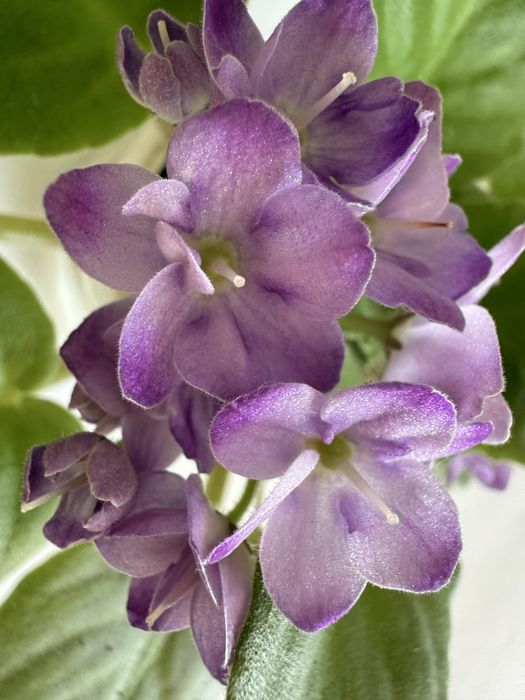 Розпродаж! Сортові фіалки: НАБІР листочків свіжозріз! Сенполія Оболонь