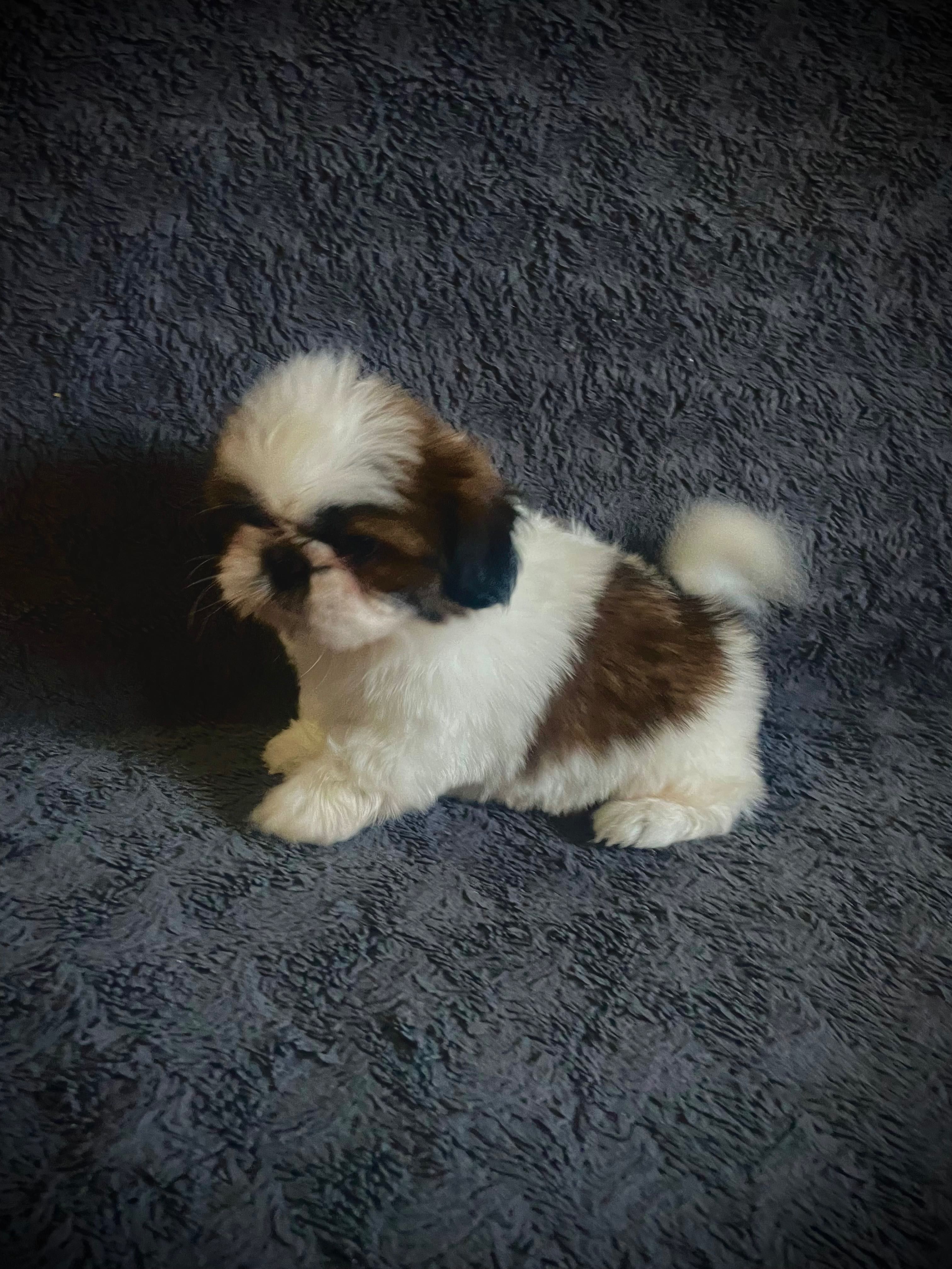 Szczeniak Shih Tzu