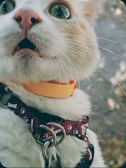 Відаю в щирі руки котика,хлопчик.