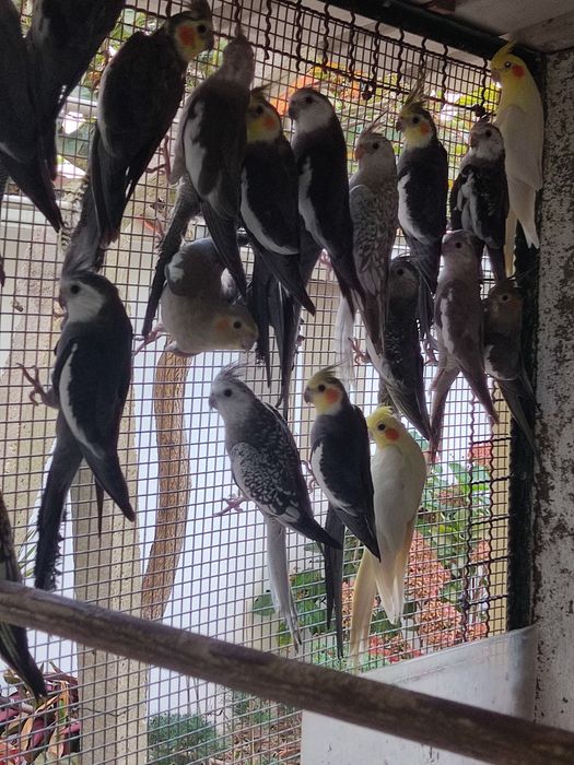 Caturras Cinzas e Pérolas