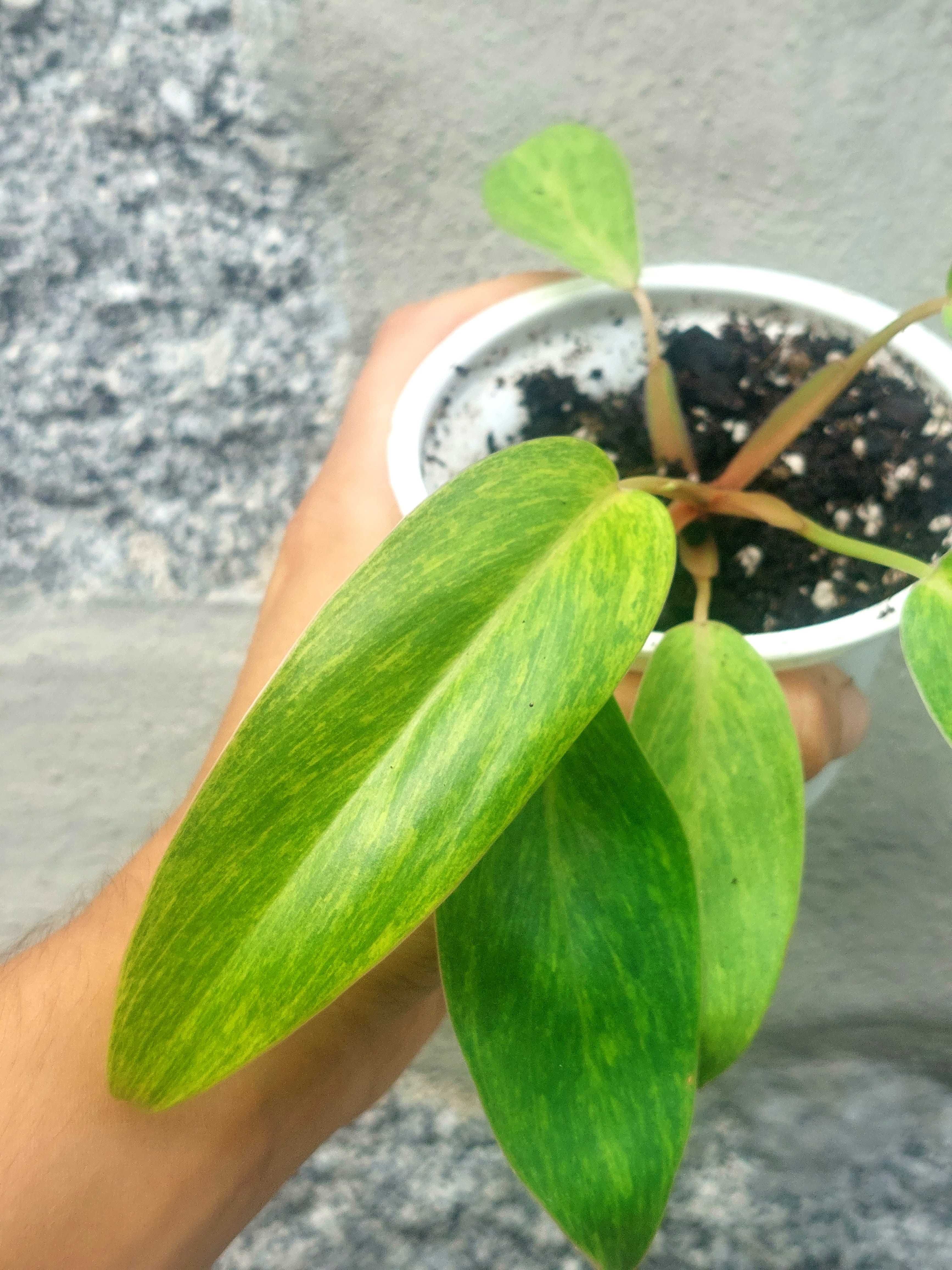 Planta Philodendron Painted Lady